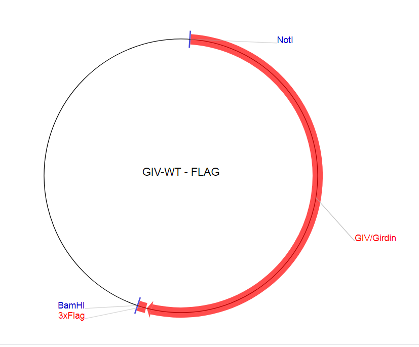 GIV-WT - FLAG质粒图谱